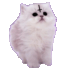 tumblr aa4b40f8e6dd81a6cffdccb620024b78 3455842b 75.webp