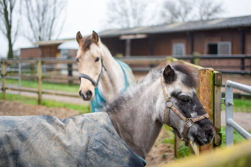 Horses.jpg