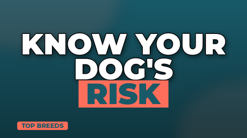 thumb dog breeds with highest insurance rates landscape.png