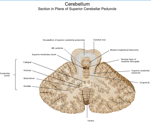 13a69555055e.png