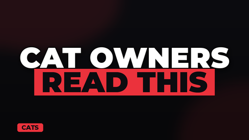 thumb cat insurance do you really need it landscape.png