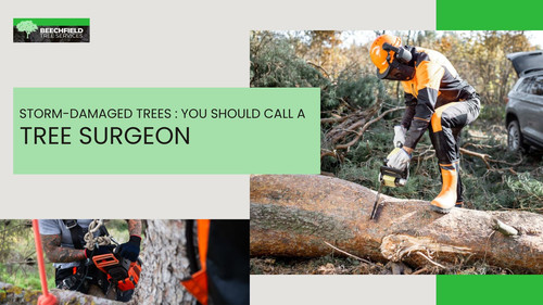 Storm Damaged Trees You Should Call A Tree Surgeon.jpg