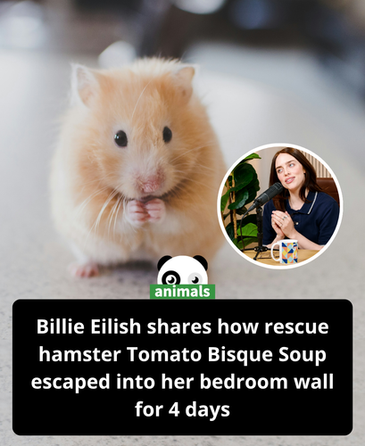 626. Billie Eilish recalls pet hamster, Tomato Bisque Soup, being trapped in bedroom wall for 4 days.png