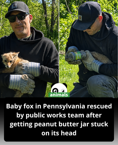 624. Baby Fox Rescued After Getting Peanut Butter Jar Stuck on Its Head ‘Never Came Across Anything .png