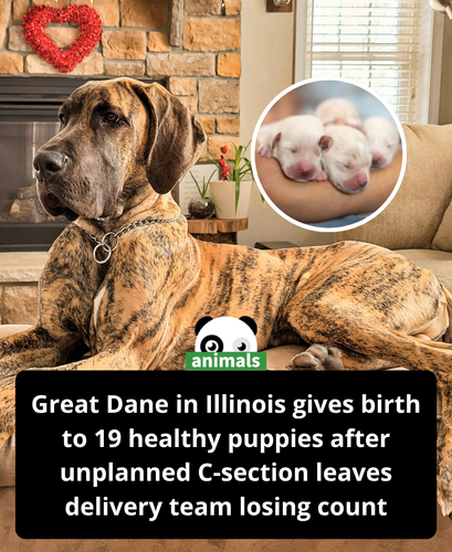 623. Great Dane Gives Birth to 19 Puppies During Unplanned C Section.png