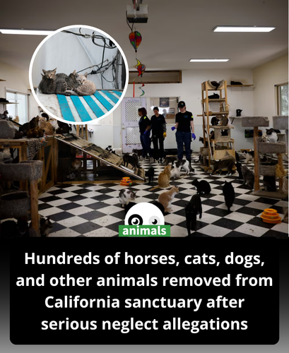 625. Hundreds of animals rescued from ‘appalling’ conditions at California sanctuary.png