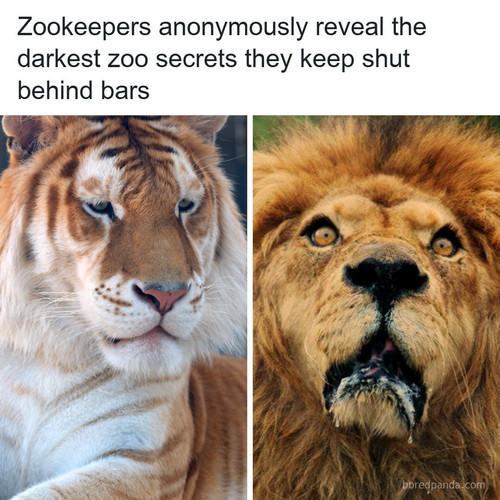 zoo secrets.jpg