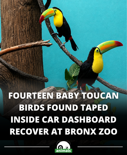 627. Their journey is un beak lievable..png