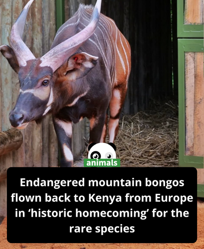 629. Endangered antelopes flown to Kenya from Czech Republic in 'historic homecoming'.png