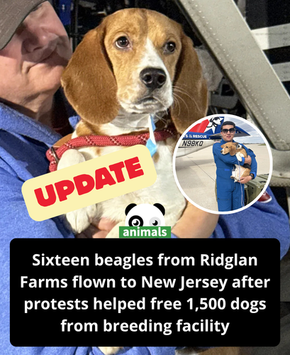 628. Rescue Flight Takes 16 Beagles Who 'Only Knew Confinement' From Breeding Facility and Flies The.png