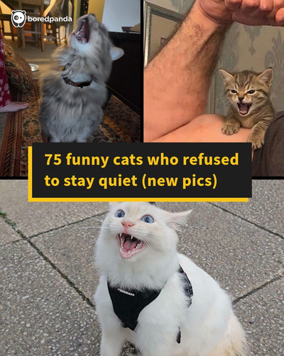 yelling cats.jpg
