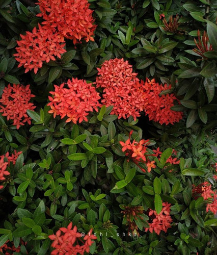 Soka Flower Ixora.jpg