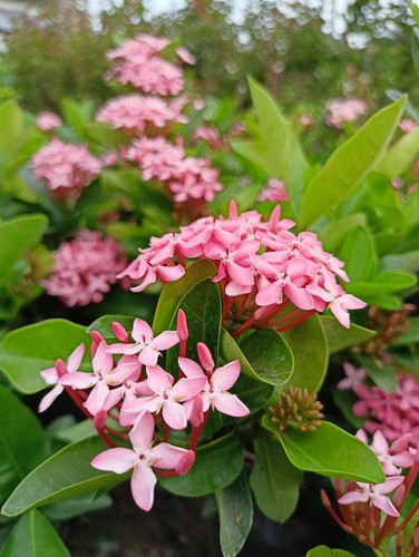 yes perennial yes rangan pink 1.jpg