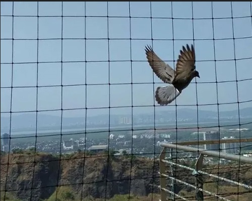 Bird Net Supplier in Mumbai | Expert Netting Solutions – Professional Installation & Quality Materia.jpg