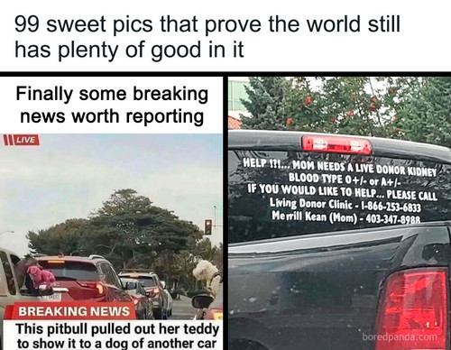 wholesome pics.jpg