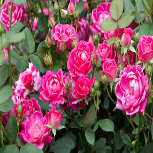 Pink Double Knockout flowers look radiant with their pink color..jpg