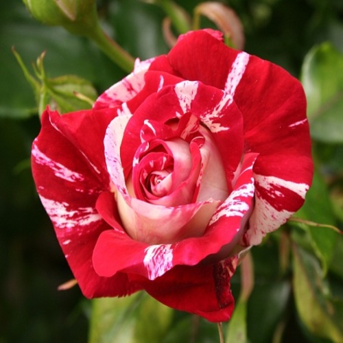 Close up of rose flower in garden setting.jpg