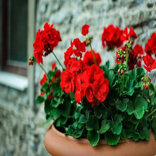 Red garden geranium flowers in pot , close up shot / geranium flowers. pelargonium.jpg
