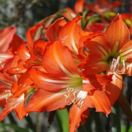 Orange Amaryllis in bloom in a garden in Byron Bay, New South Wales, Australia.jpg