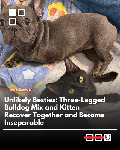 Cat and dog.png