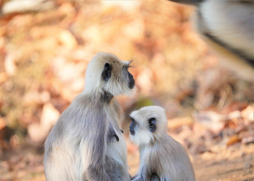 Indian Langur Kabani.jpg
