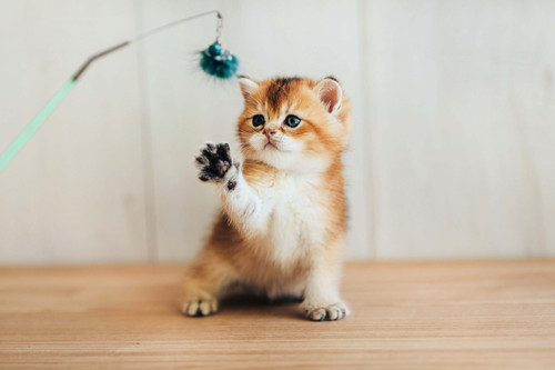 Shutterstock 1166521015.max 2880x1820.format jpeg.jpg
