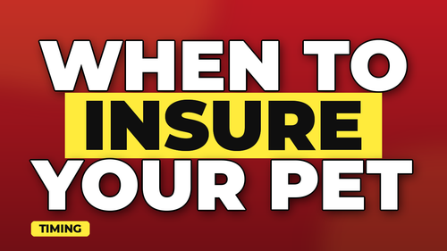 thumb when to get pet insurance for your dog landscape.png
