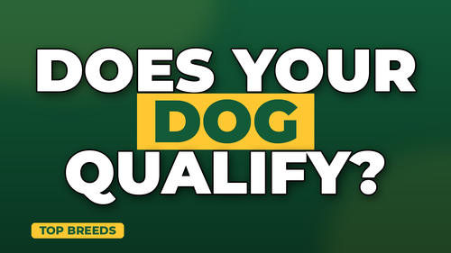 thumb dog breeds with highest insurance rates landscape.png