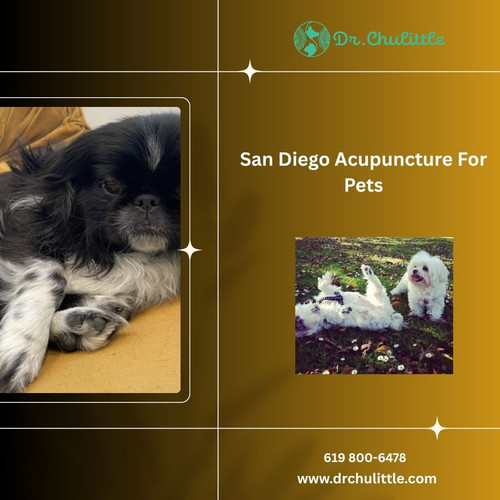 San Diego Acupuncture For Pets (1).jpg