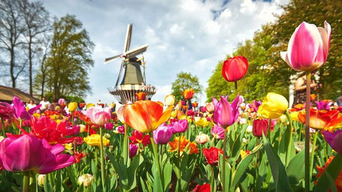 tulpen adobestock 256809725 email.jpg