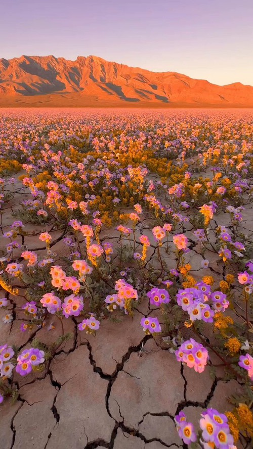 81Bywwj4nV3aWA w.jpg