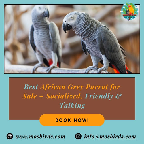 Best African Grey Parrot for Sale – Socialized, Friendly & Talking.jpg