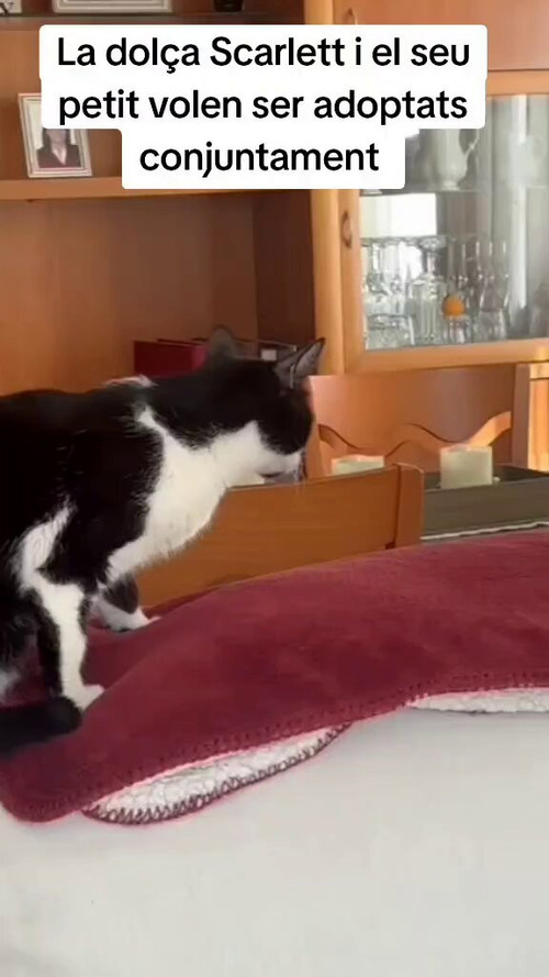 S1nhQhk5Olf dVAc.jpg