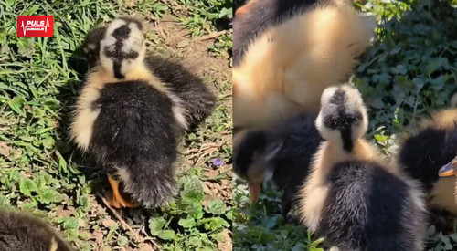 COVER ZA VESTI 2026 04 08T111931.697.jpg