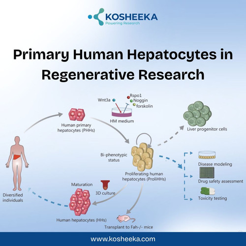Primary Human Hepatocytes in Regenerative Research.jpg