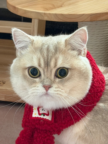 13881774515769 .pic hd.png