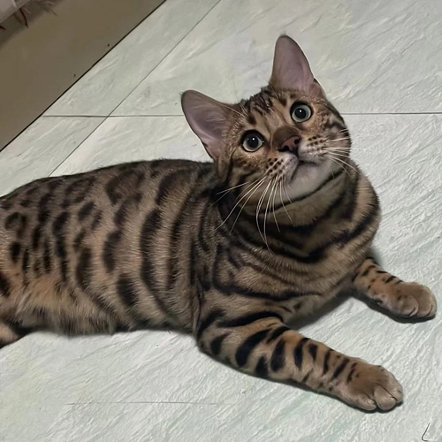 13871774515754 .pic hd.png