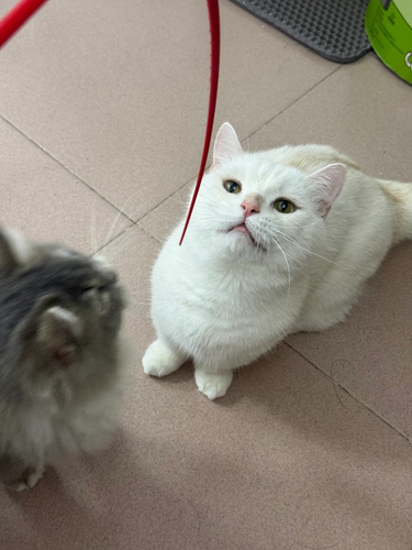 13851774515688 .pic hd.png