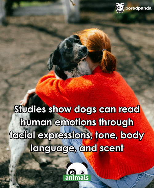 Dogs Understand Human Emotions Better Than We Thought.png