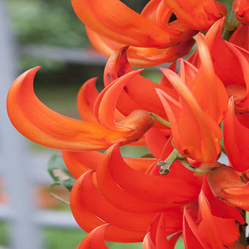 Jade vine bloom in orange; Strongylodon macrobotrys.jpg