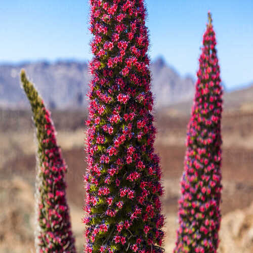 Red flowering Taginaste (Echium wildpretii) in Teide National Park, UNESCO World Heritage Site, Mira.jpg
