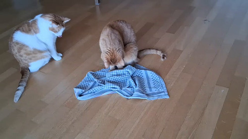 Zbt06KFnjVWeO1 X.jpg