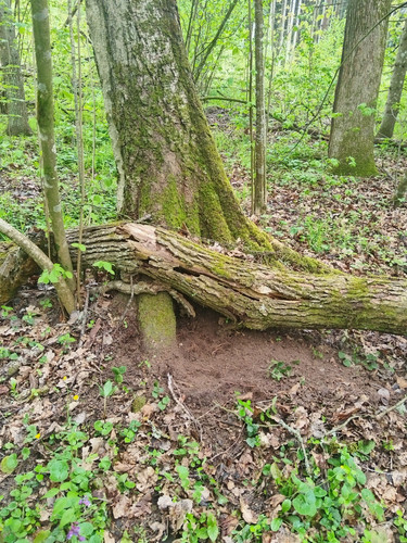 IMG 20260511 171139.jpg