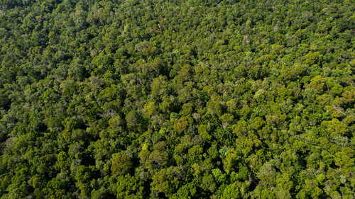 vecteezy verdant canopy aerial ecology haven 38275948.jpg