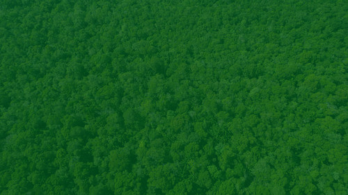 vecteezy verdant canopy aerial ecology.jpg