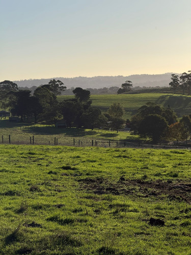 green hills morning.jpg