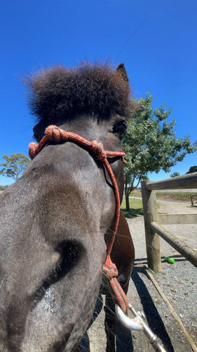pony closeup.jpg
