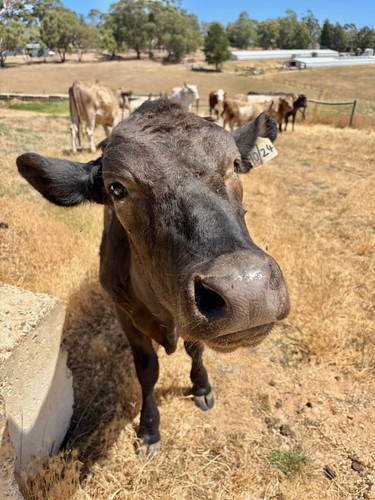 curious cow.jpg