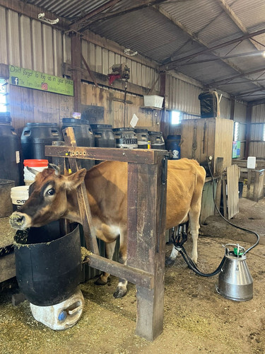 milking shed.jpg