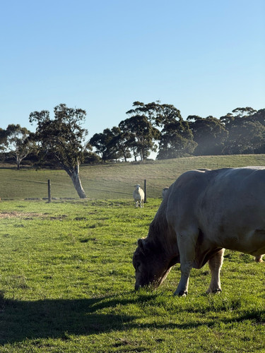 bull grazing.jpg